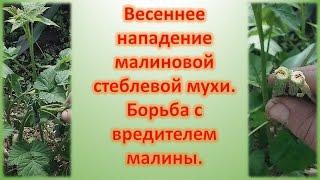 Весенняя обработка малины от вредителей. Стеблевая малиновая муха. Опрыскивание малины от вредителей