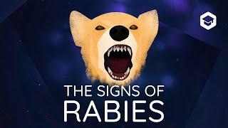 A master of deception - the signs of rabies in dogs