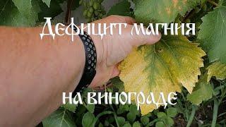 Желтеют листья винограда  Возможная причина дефицит магния