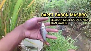 Mancing Ikan Wader Di Sungai strike bertubi tubi