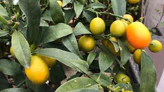 Kumquat tasting I finally found one that I consider half decent to eat fresh 