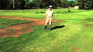 Dollar Spot Disease on Bermudagrass
