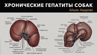 Хронические гепатиты собак