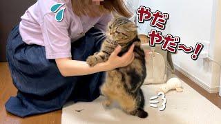 おしり歩きをした猫を大嫌いな病院に連れていくのが大変すぎました…