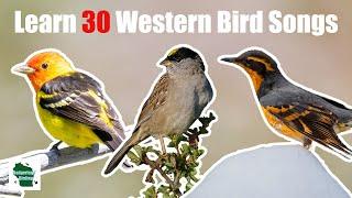 Learn 30 Common Backyard Bird Songs and Calls Western United States