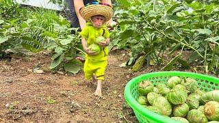 Bibi refused to sleep and wanted to follow Dad to harvest Thai Round Eggplants