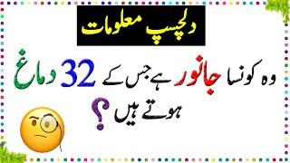 Paheliyan In Urdu - General Knowledge Questions And Answer -  Facts About Animals Brain - Sky Ways