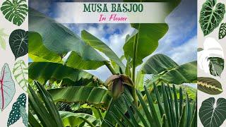My Musa Basjoo Is Flowering 