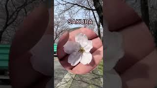 Japan ka sab se khubsurat season  Sakura Cherry Blossom