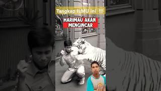 Begini cara melawan Harimau  #tiger #harimausumatra #harimau #hewan #animals