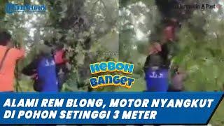 Viral Pengendara Alami Rem Blong Motor Wisatawan Nyangkut di Pohon Setinggi 3 Meter