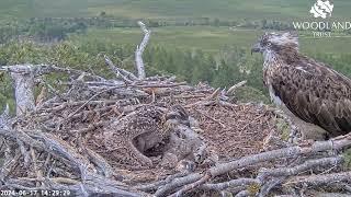 Loch Arkaig Osprey chick has a nibble at poor little C3 while Dorcha sees off intruders 17 Jun 2024