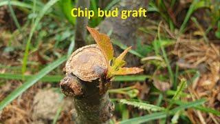 Chip bud graft  Himachal Pradesh India