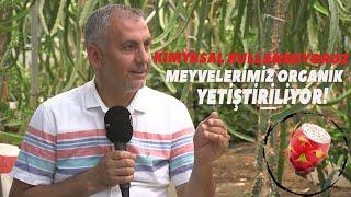 Ejder Meyvesi Yetiştiriciliği Hakkında Her Şey - Meyveci