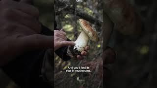 Exploring the forest of Mt Oeta Central Greece  Το επιβλητικό όρος Οίτη στην Κεντρική Ελλάδα