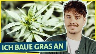 Selbstexperiment Cannabis Anbau Wie funktioniert’s und was kann schief gehen? Teil 1