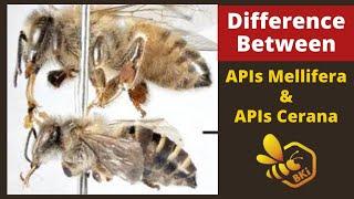 Difference Between APIs Cerana & APIs Mellifera # Differences # Bee Keeping India