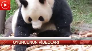 ilginç  komik panda videoları