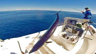 A wahoo jumped in our boat Once in a lifetime session