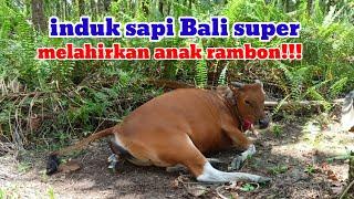 induk sapi Bali melahirkan anak rambon ciri ciri sapi Bali mau melahirkan