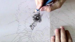 Beginning of Realistic Pencil Drawing of Raccoon - Time Lapse