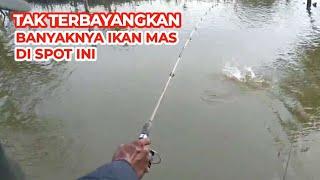 TAK TERBAYANGKAN BANYAKNYA IKAN MAS DI SPOT INI IKAN NILANYA BESAR BESAR