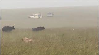 male lion attacking buffaloes in the middle of rain video
