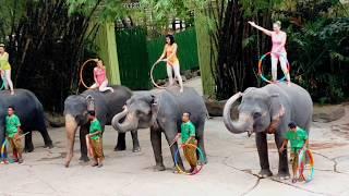 Elephant Show at Safari World Bangkok