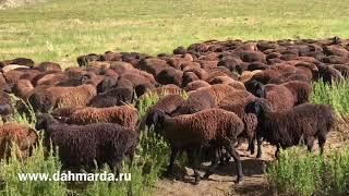 Как проводится бонитировка гиссарских овец по стандарту