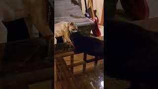 Cane Corso Dog Fight With Cat #dogsofinstagram #dog #canecorso