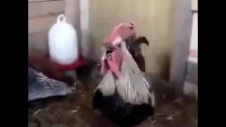 يحاول يكسر الرقم القياسي للديك المزكم ههههههههههههههههههه - Funny cock