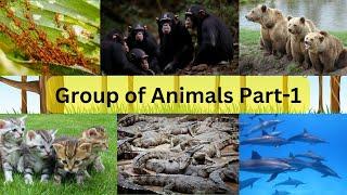 Animals Group Name  Group of Animals Names  Collective Nouns for Animals  Group of Animals Part-1