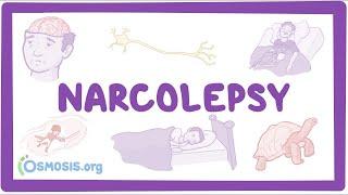 Narcolepsy NORD - causes symptoms diagnosis treatment pathology