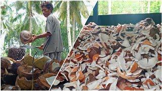 Process of Processing Coconut Fruit into Copra for Making Oil