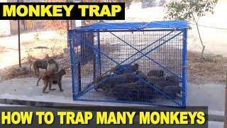 How to Trap Monkeys  Man traps and catches many monkeys at one go