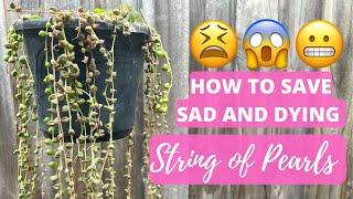 HOW TO SAVE SAD AND DYING STRING OF PEARLS 