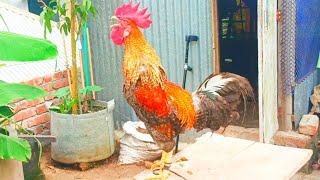 rooster crowing loudly