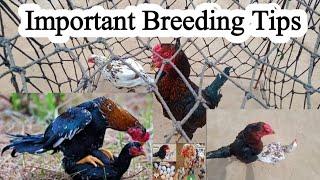 Chicken Breeding Tips  Dr ARSHAD