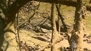 Ray Mears Extreme Survival S01E06 - Arnhem Land
