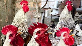 Roosters crowing compilation  Sounds of roosters