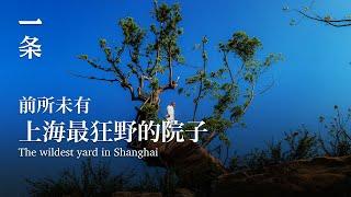 上海最狂野的院子 The wildest yard in Shanghai