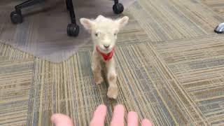 Boss brings 4-day old baby sheep to work
