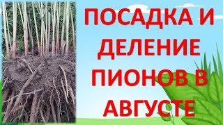 ПОСАДКА И РАЗМНОЖЕНИЕ ПИОНОВ В АВГУСТЕ. Как выращивать пионы. Как размножить пионы.