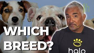 How to Choose the Right Breed of Dog for You According to Cesar Millan