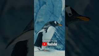 Пингвины в Абу-Даби  Рустем Есентай