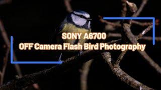 Sony A6700 off camera flash bird photography