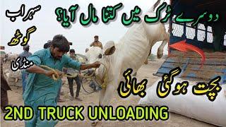 Sohrab Goth Mandi 2nd Truck Unloading  Bakra Eid 2022  Cow Mandi 2022