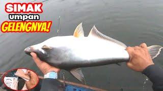 Perhatikan umpan yang membuat ikan besar ini nyerah  MANCING PATIN LIAR CIRATA