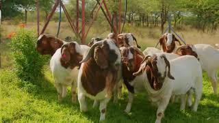 Chandima farms boer goats for upcoming auction.