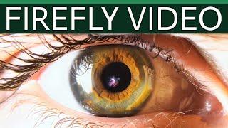 Alles zum Adobe Firefly Video Modell 2024